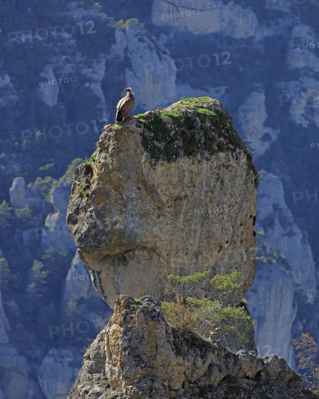 Vultures on a rocky outcrop, Aveyron