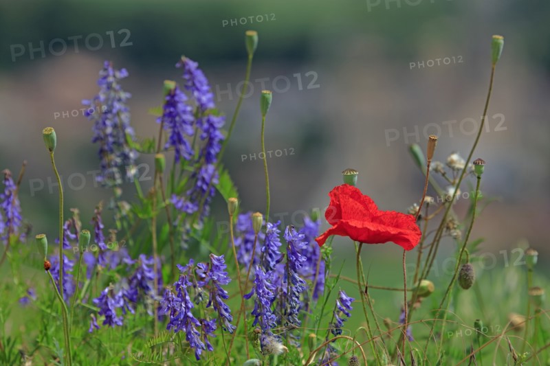 Poppy and vetch jargeau