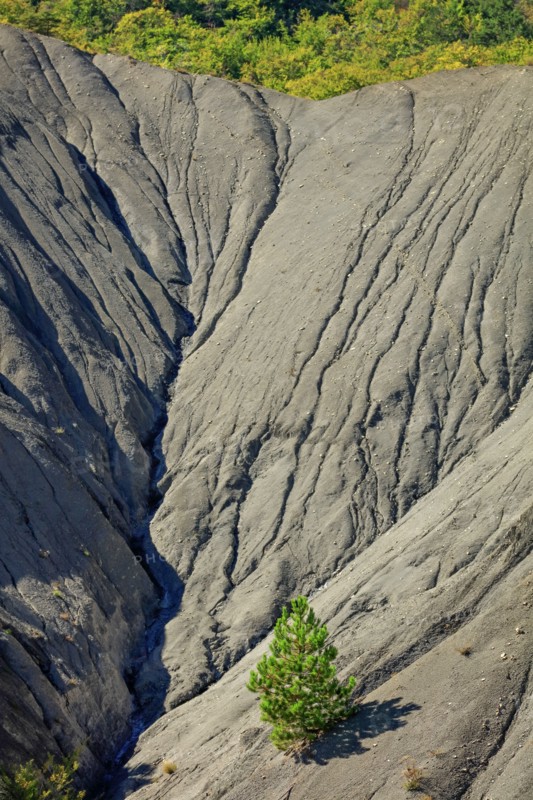 Pin isolé sur les terres noires du pays du Buëch, Hautes-Alpes