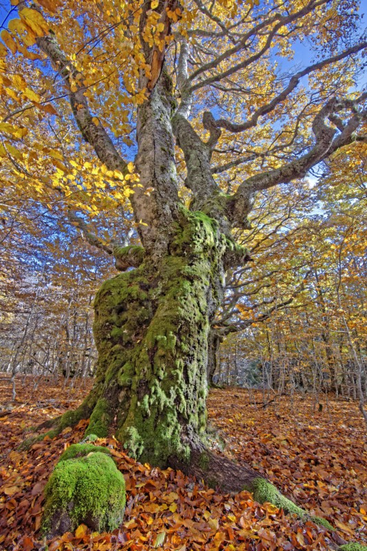 Hêtres tortueux en automne