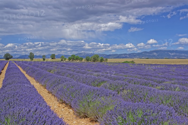 The Plateau de Valensole, Alpes-de-Haute-Provence, France