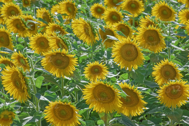 Sunflowers, France