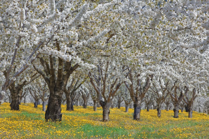 Cherry blossom orchard, Vaucluse, France