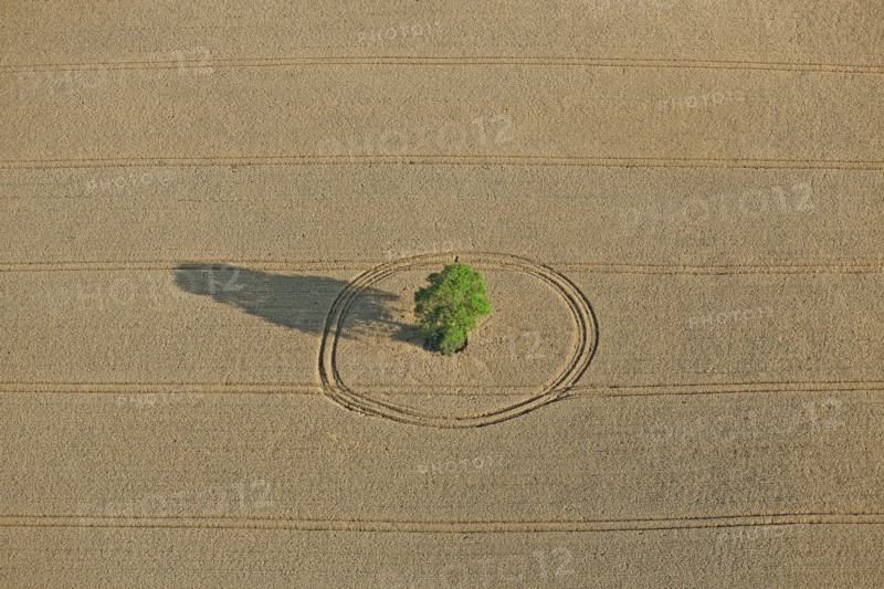 Isolated tree in a field, France