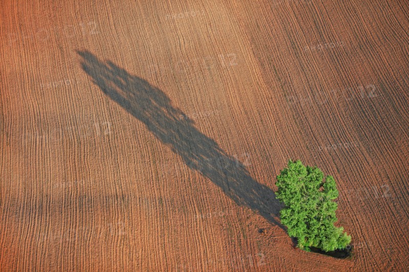 Isolated tree in a field, France