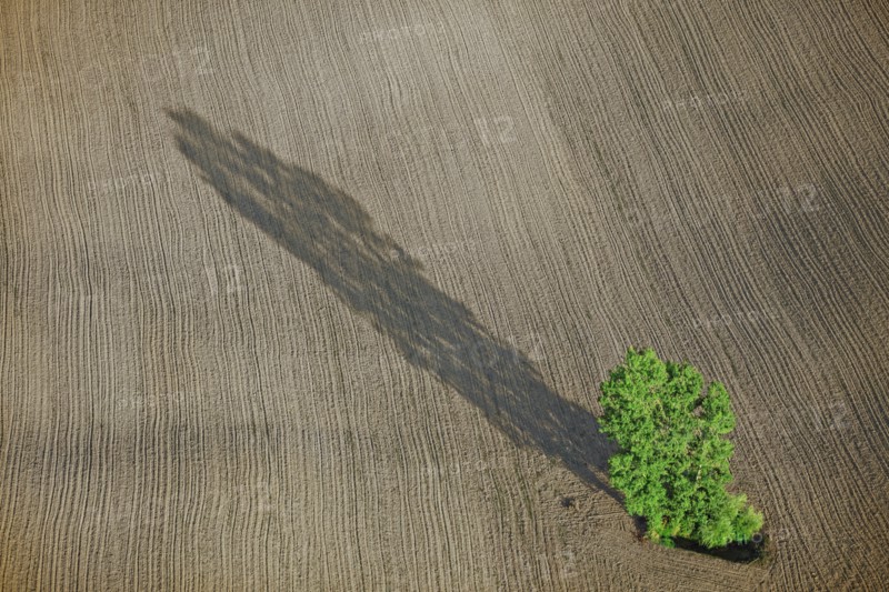 Isolated tree in a field, France