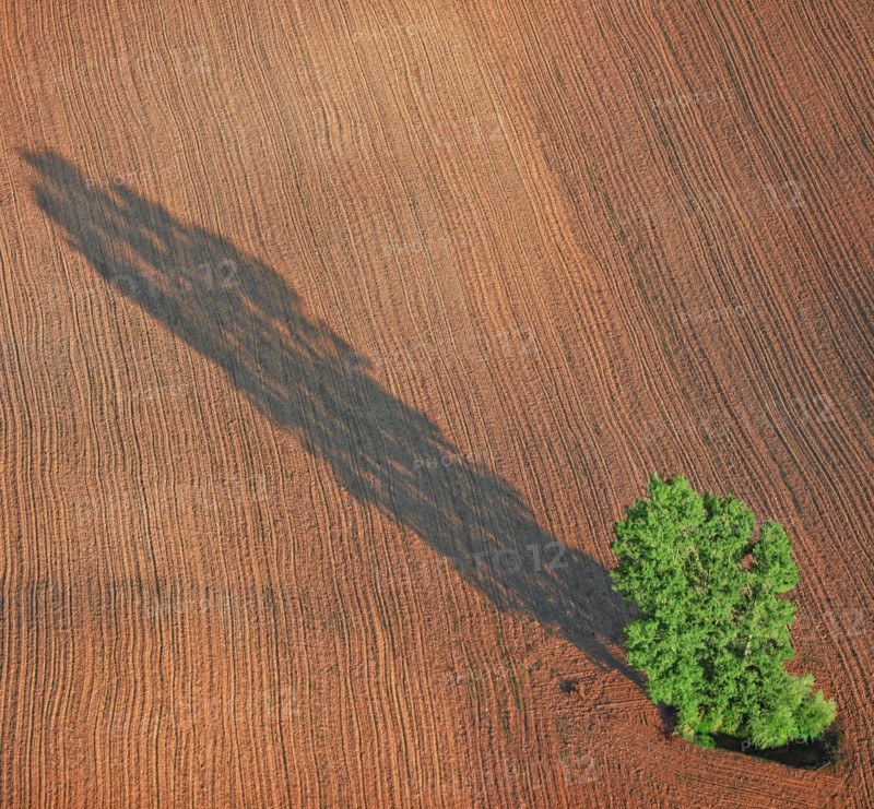 Arbre isolé dans un champ