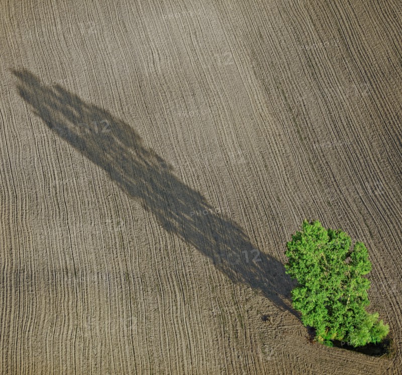 Arbre isolé dans un champ