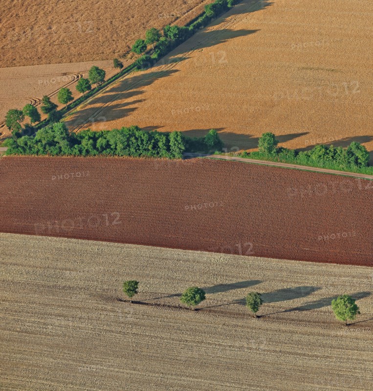 Champs de céréales et alignements d'arbres