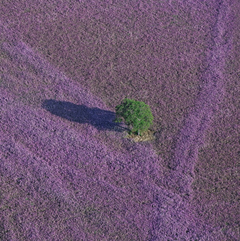 Plateau d'Albion, Alpes-de-Haute-Provence