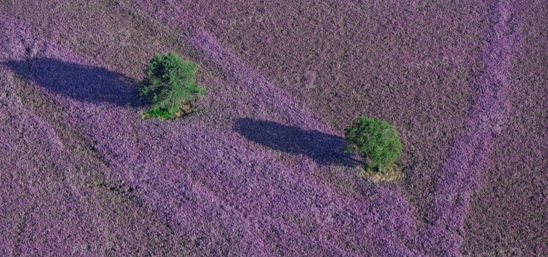 Plateau d'Albion, Alpes-de-Haute-Provence