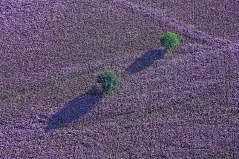 Plateau, Alpes-de-Haute-Provence, France