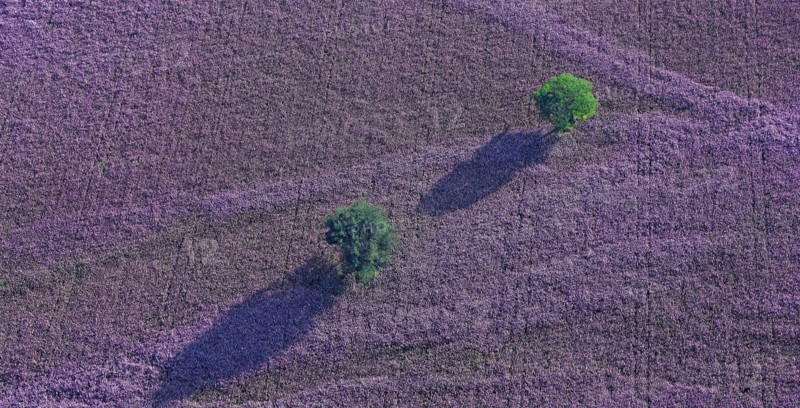 Plateau, Alpes-de-Haute-Provence, France