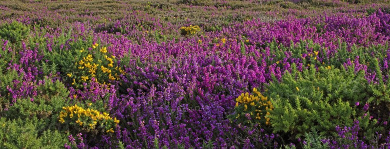 Heather in bloom