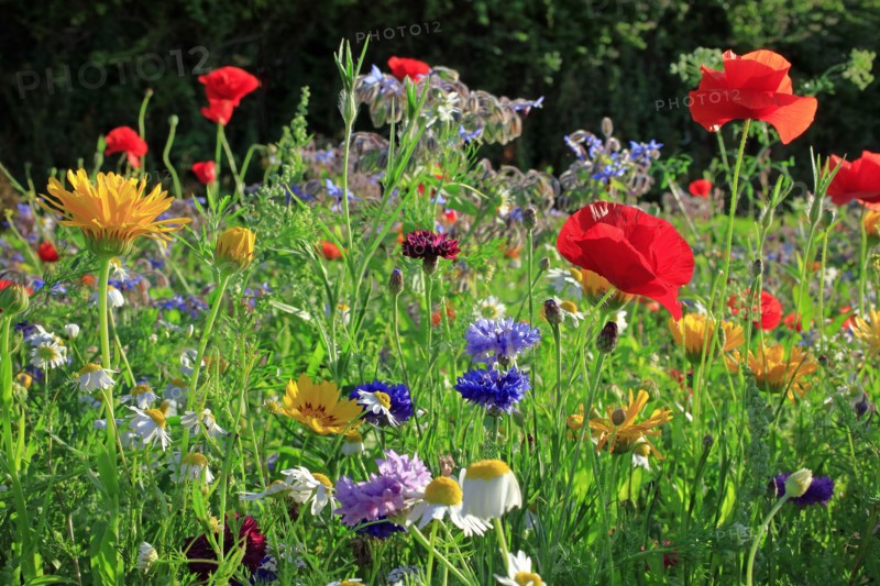 Coquelicots et fleurs des champs