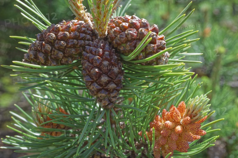 Aleppo pine cones