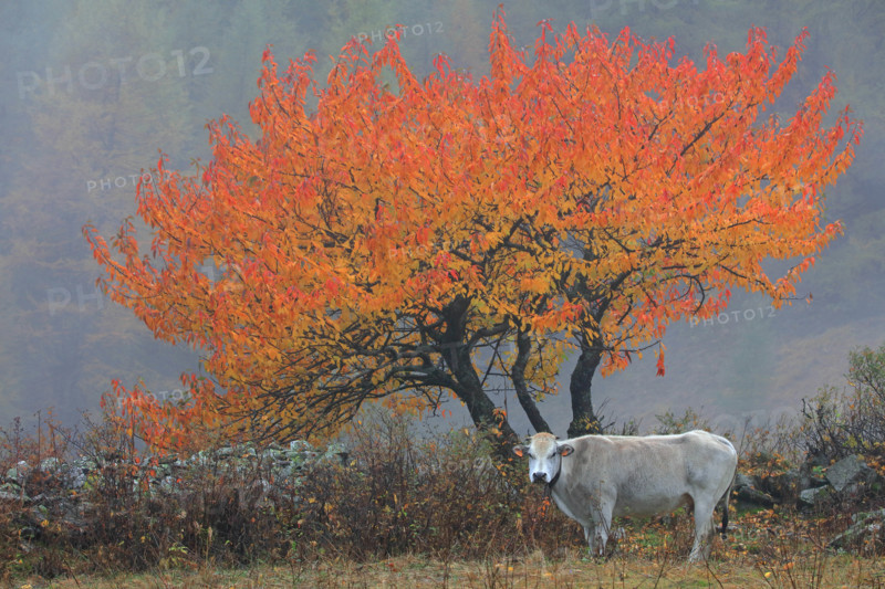 Merisier en automne