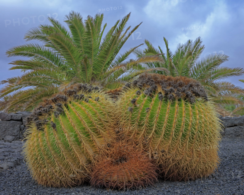 Cactus boule épineux, Îles Canaries