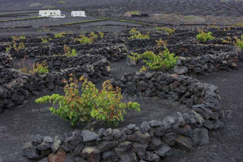 Domaine viticole de La Geria, île de Lanzarote