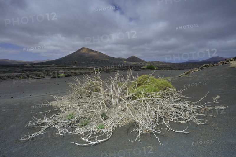 Réserve naturelle de La Geria, île de Lanzarote