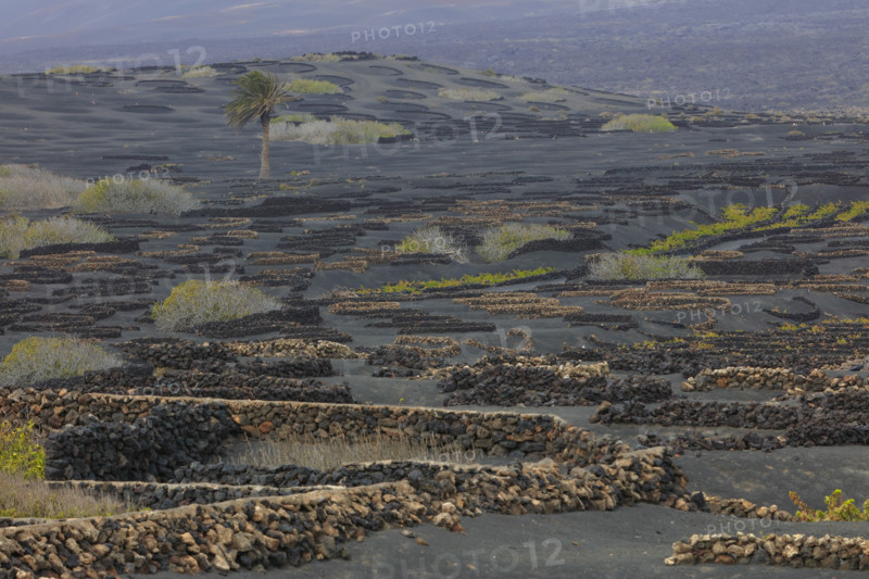 Domaine viticole de La Geria, île de Lanzarote