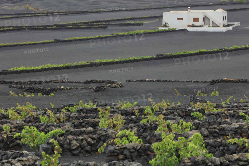 Domaine viticole de La Geria, île de Lanzarote