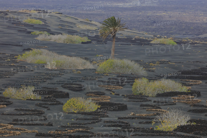 Domaine viticole de La Geria, île de Lanzarote