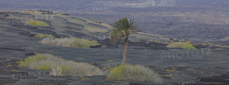 Domaine viticole de La Geria, île de Lanzarote