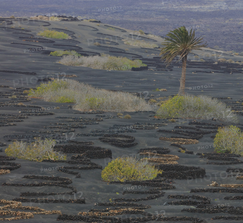 Domaine viticole de La Geria, île de Lanzarote