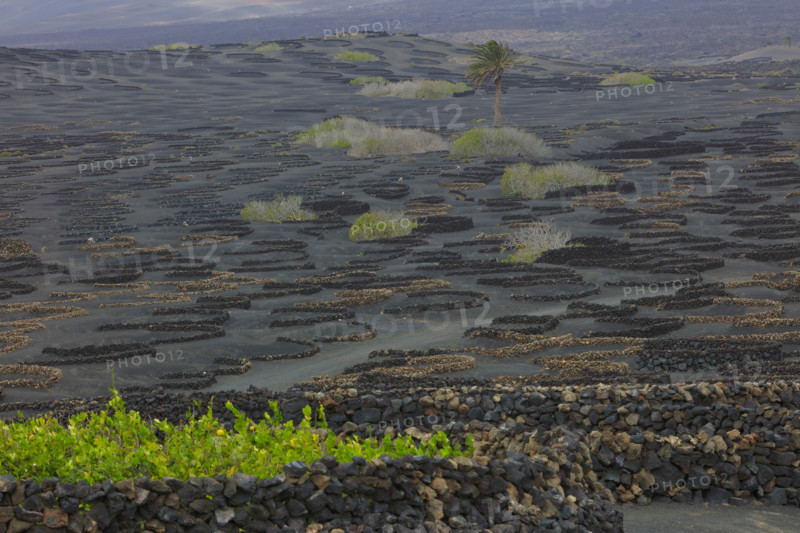 Domaine viticole de La Geria, île de Lanzarote