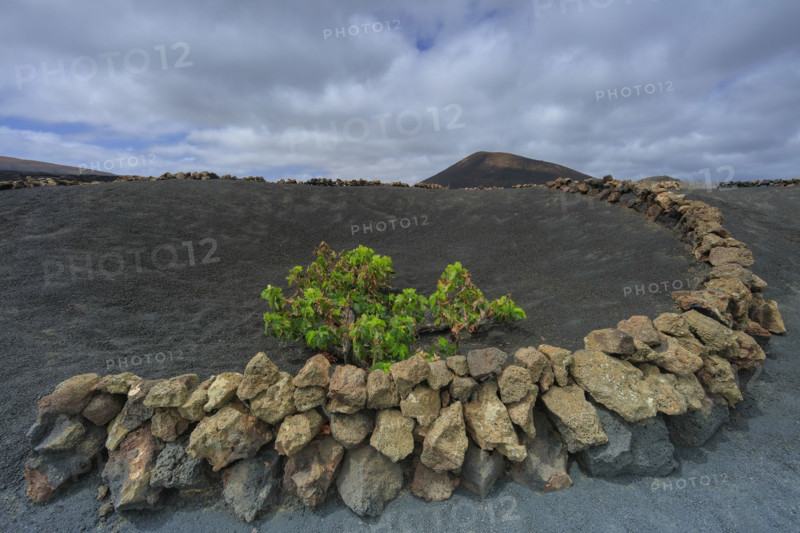 Domaine viticole de La Geria, île de Lanzarote