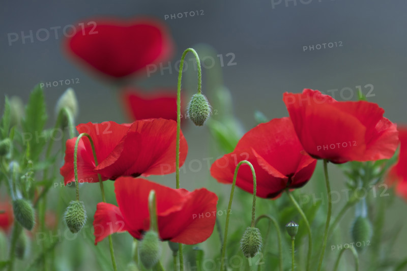 Champ de coquelicots en fleur