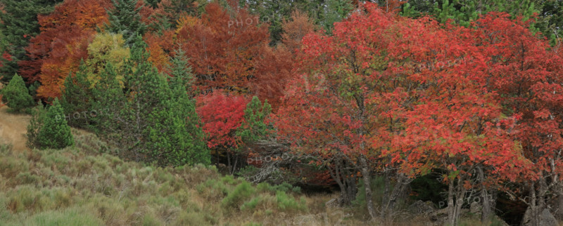Sorbiers en automne dans le massif du Mont Lozère