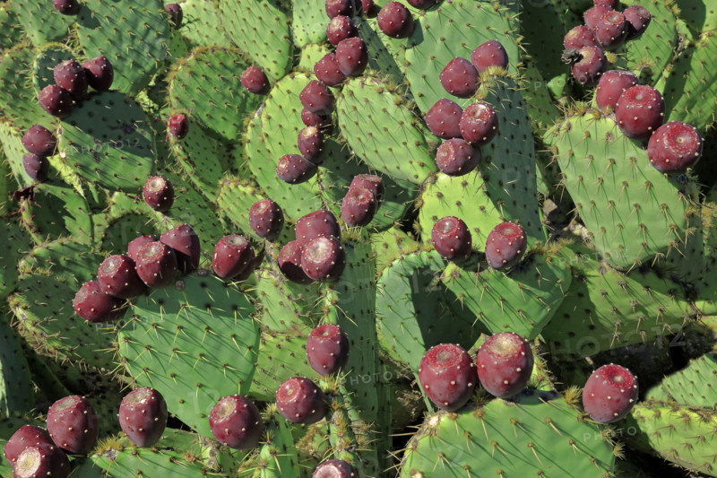 Prickly pears in the Gard, France