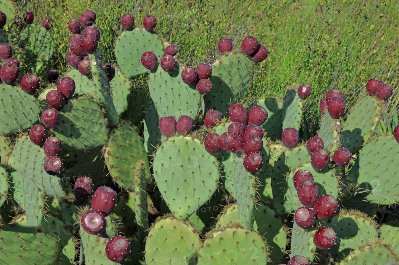 Prickly pears in the Gard, France