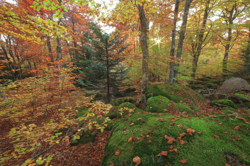 Hêtraie en automne dans les Cévennes
