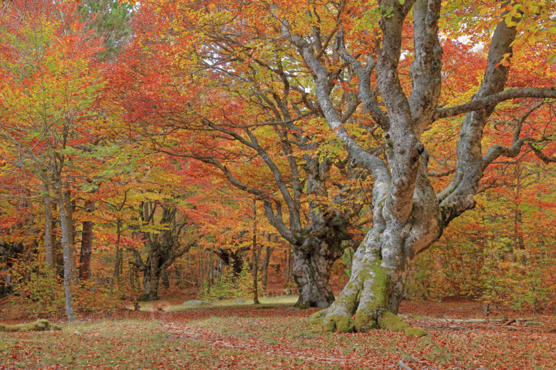 Hêtraie en automne dans les Cévennes