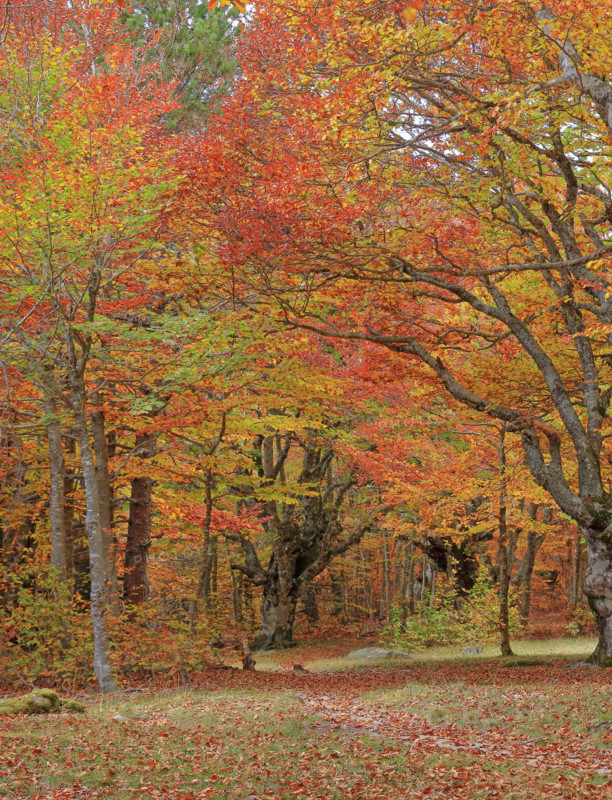 Hêtraie en automne dans les Cévennes