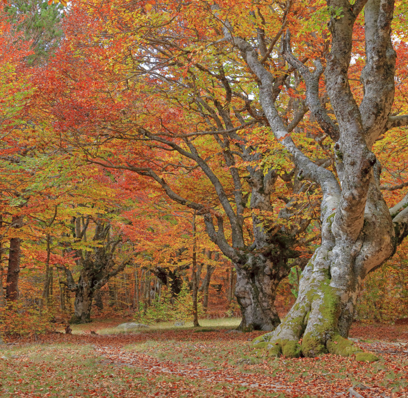 Hêtraie en automne dans les Cévennes