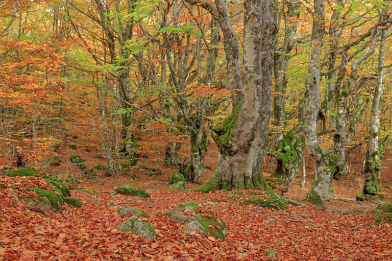 Hêtraie en automne dans les Cévennes
