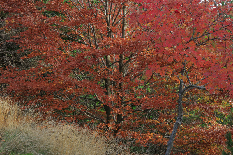 Sorbiers en automne dans le massif du Mont Lozère