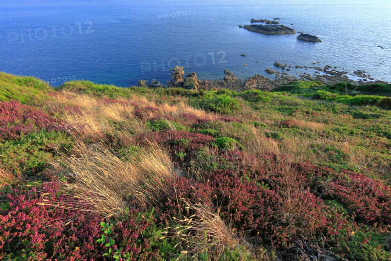 The flower-filled coastline at La Hague, Manche