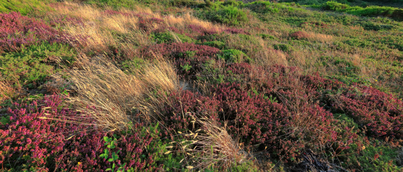 The flower-filled coastline at La Hague, Manche