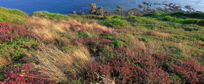 The flower-filled coastline at La Hague, Manche