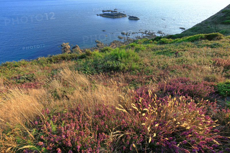 The flower-filled coastline at La Hague, Manche