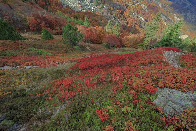 Autumnal landscape on the Rocher de l'Aigle in the Cévennes