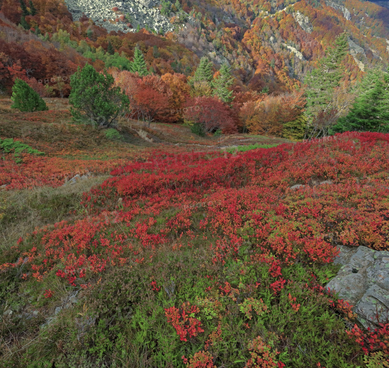 Autumnal landscape on the Rocher de l'Aigle in the Cévennes