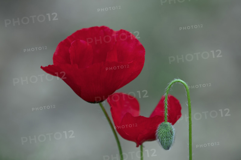 A poppy in bloom