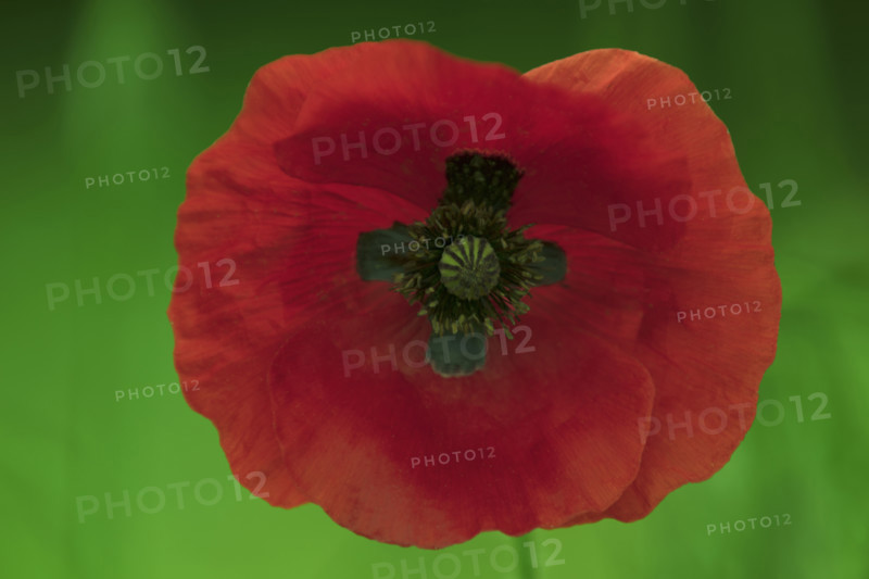 A poppy in bloom