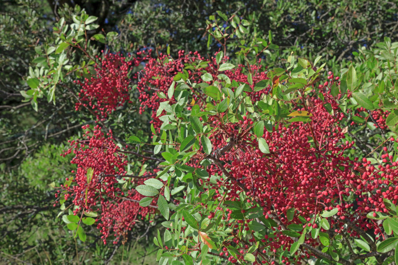 Sichuan pepper berries